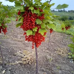 Штамбова Смородина Червона