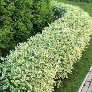 Дерен Білий / c1 H 50 см