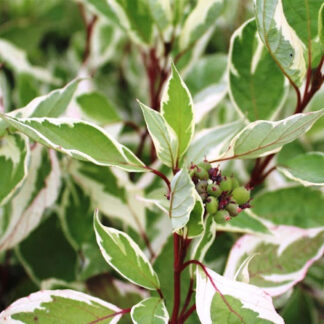 Дерен Елегантісіма / p9 H 20 см