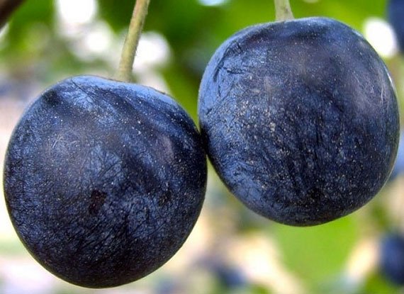 Диплоїдна слива Блек Амбер (саджанець, однорічний)