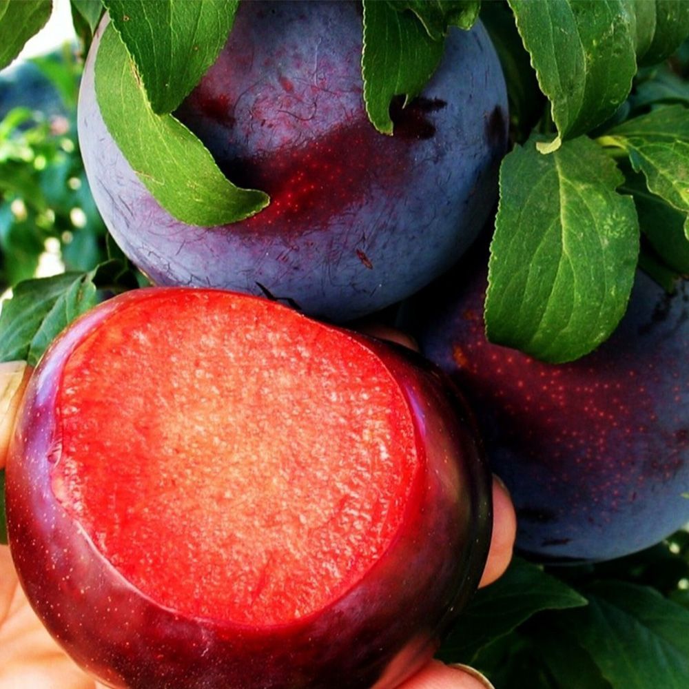 Диплоїдна слива Блек Даймонд (саджанець, однорічний)