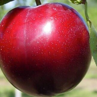 Диплоїдна слива Ред Харт (саджанець, дворічний)