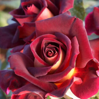 Саджанці троянд на штамбі Едді Мітчелл