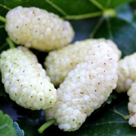 Шовковиця Біла Медова / сіянець