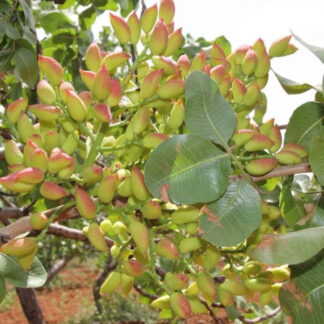 Фісташка Кримська (саджанці)