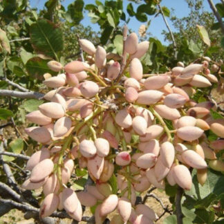 Фісташка Морозостійка (саджанці)