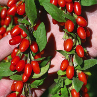 Годжі New Big (Нью Бік)