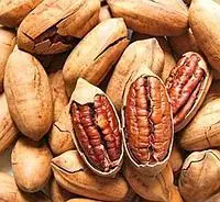 Горіх Пекан Мохав (однорічний) / сіянець