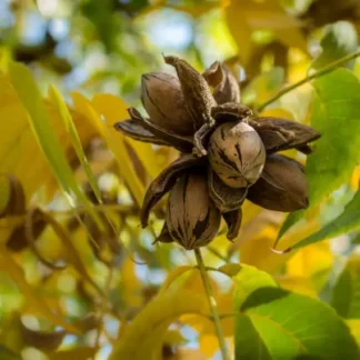 Горіх Пекан Шавнія (однорічний) / сіянець