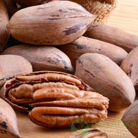 Горіх Пекан Вишита (однорічний) / сіянець