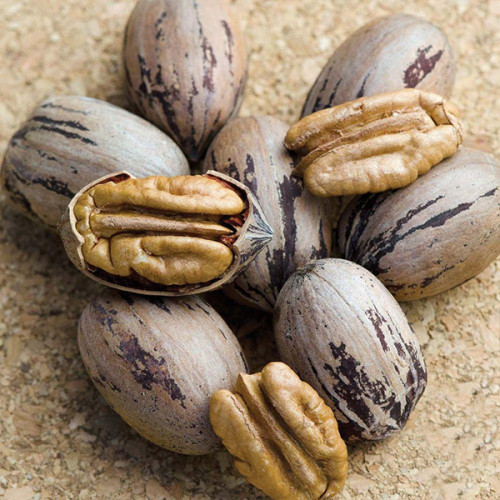 Горіха Пекан Кіова (однорічний) / сіянець