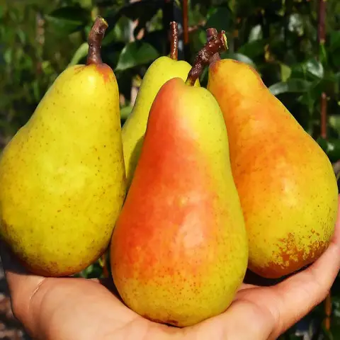 Груша Амфора (саджанець, однорічний)
