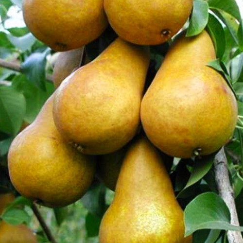 Груша Бере Боск (саджанець, однорічний)