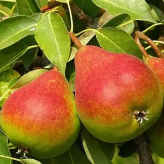 Груша Бере Жіффар (саджанець, дворічний)