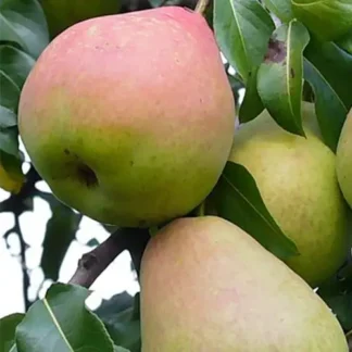 Груша Давид (саджанець, дворічний)