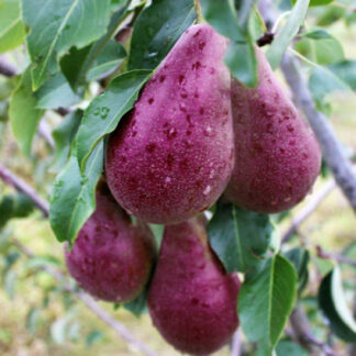 Груша Дево (саджанець, однорічний)