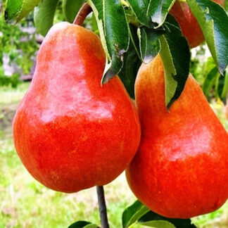 Груша Долорес (саджанець, однорічний)