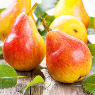 Груша Дюшес Вільямс (саджанець, дворічний)