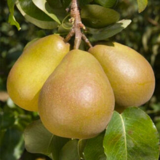 Груша Геллерт (саджанець, однорічний)