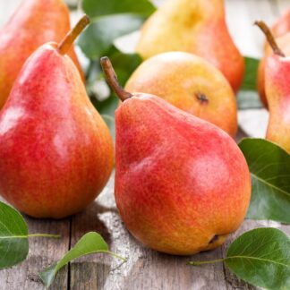 Груша Говерла (саджанець, дворічний)