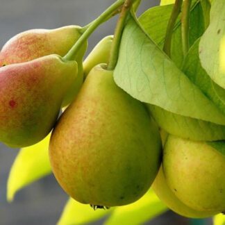 Груша Ізольда (саджанець, однорічний)