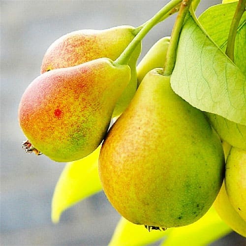 Груша Кандидатка (саджанець, однорічний)