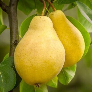 Груша Кіффер (саджанець, однорічний)