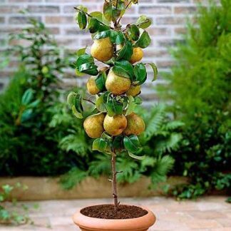 Груша колоновидна Богатир