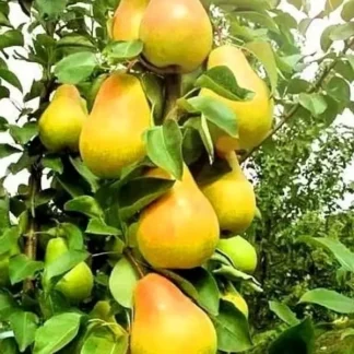 Груша колоновидна Ізумруд