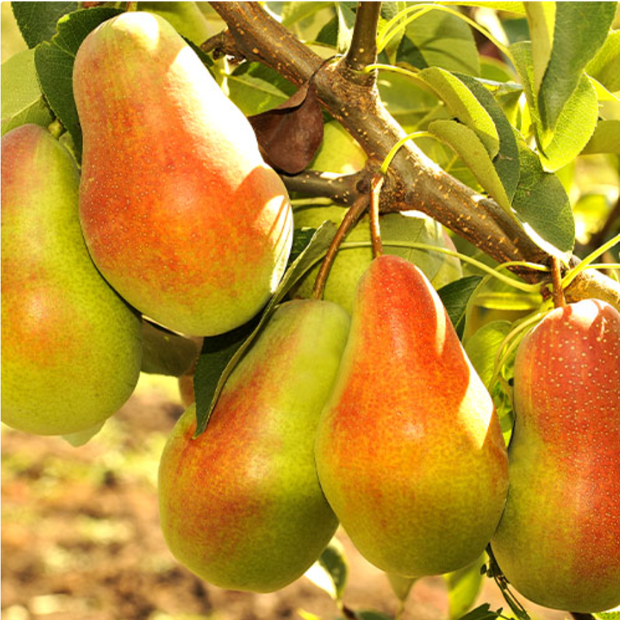 Груша колоновидна Жовтнева