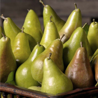 Груша Конкорд (саджанець, однорічний)