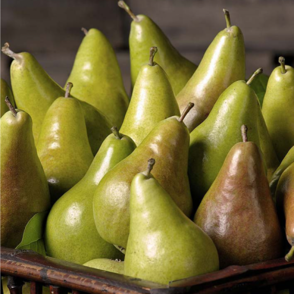 Груша Конкорд (саджанець, однорічний)