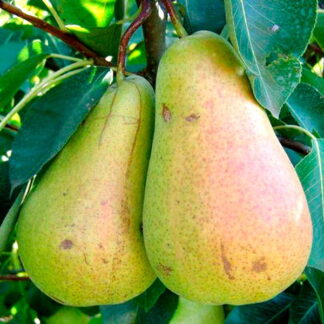 Груша Кюре (саджанець, дворічний)