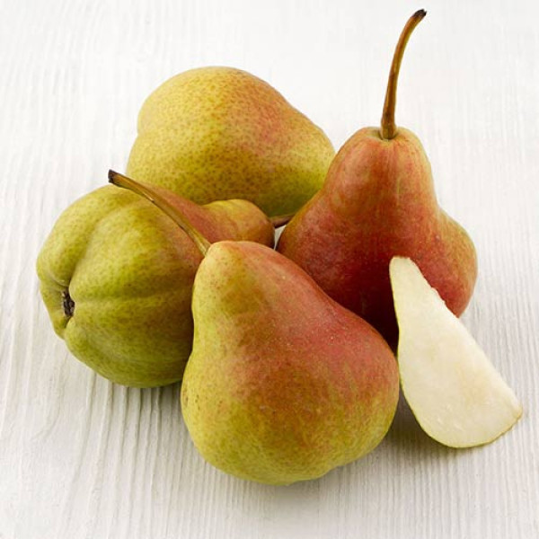 Груша Лісова красуня (саджанець, дворічний)