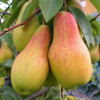 Груша Мадам Балле (саджанець, дворічний)