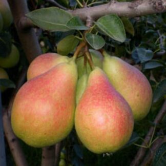 Груша Вікторія (саджанець, одорічний)