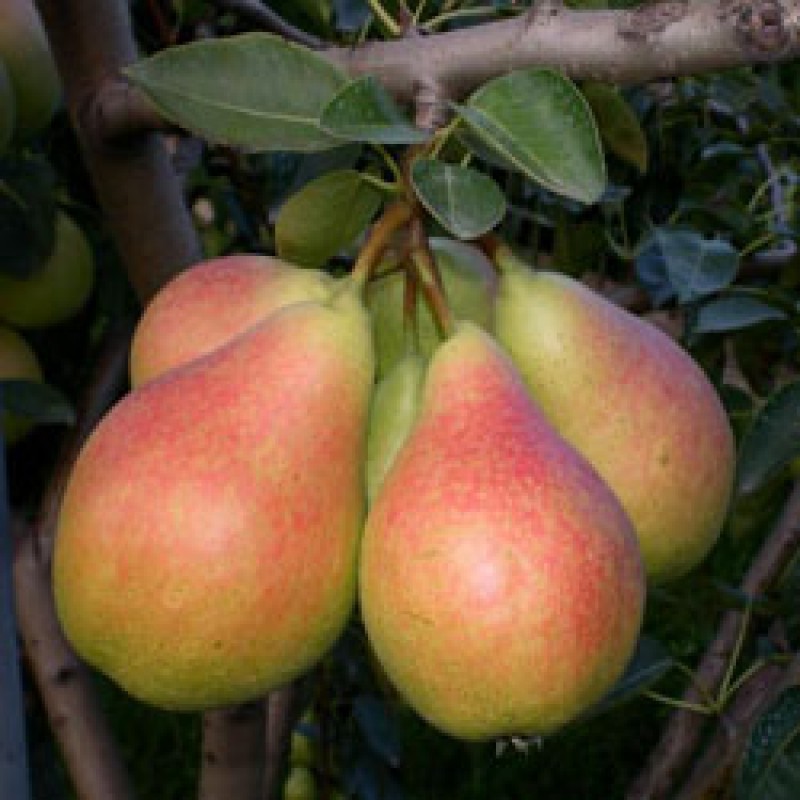 Груша Вікторія (саджанець, одорічний)