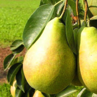 Груша Вижниця (саджанець, однорічний)