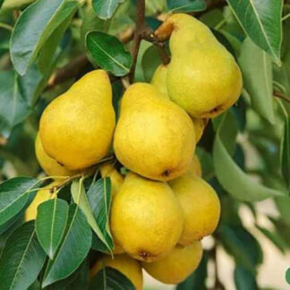 Груша Золота осінь (саджанець, однорічний)