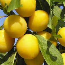 Алича Байрон Голд