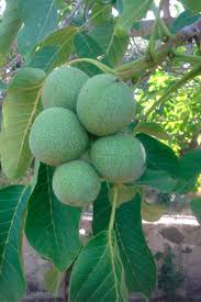 Саджанці грецького горіха Великан - дворічний