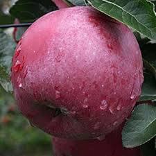 Яблуня Вільямс Прайс (саджанець, дворічний)