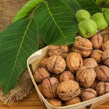 Саджанці грецького горіха Ідеал - однорічний