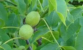 Саджанці грецького горіха Гігант - однорічний