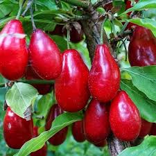 Кизил Елегантний / сіянець