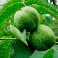 Саджанці грецького горіха НФ 18 - однорічні