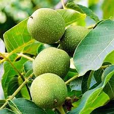 Саджанці грецького горіха Прикарпатський - трирічні