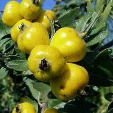 Саджанці глоду Злато