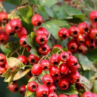 Саджанці Глоду Червоний