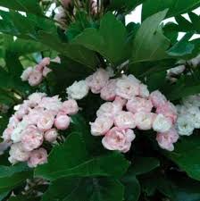 Саджанці Глоду Тобо